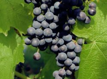 Weintraube 'Syrah', 100-150 cm, Vitis vinifera 'Syrah', Containerware