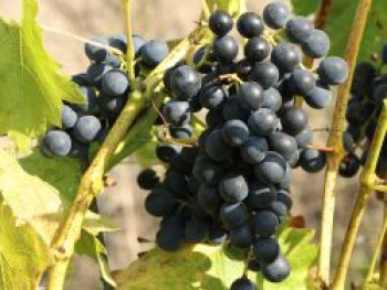 Weintraube 'Venus', 100-150 cm, Vitis 'Venus', Containerware