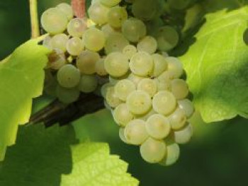 Weintraube 'Weißer Riesling', 100-150 cm, Vitis vinifera 'Weißer Riesling', Containerware