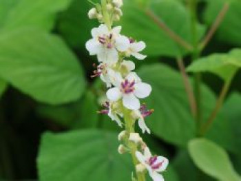 Weißblühende Königskerze &#8218;Album&#8216;, Verbascum nigrum &#8218;Album&#8216;, Topfware