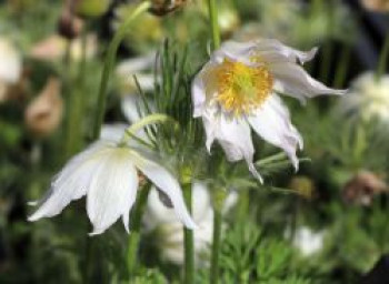 Weißblühende Küchenschelle &#8218;Alba&#8216;, Pulsatilla vulgaris &#8218;Alba&#8216;, Topfware