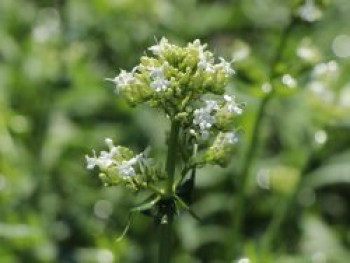 Weißblühende Spornblume &#8218;Albiflorus&#8216;, Centranthus ruber &#8218;Albiflorus&#8216;, Topfware