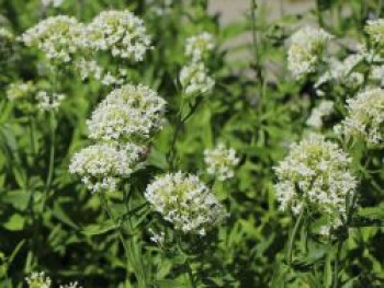 Weißblühende Spornblume 'Albus', Centranthus ruber 'Albus', Topfware