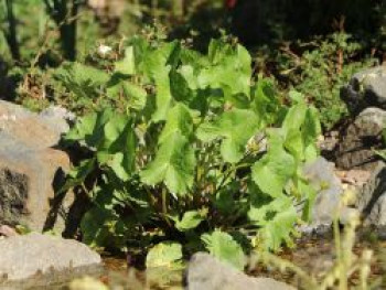 Weißblühende Sumpf-Dotterblume, Caltha palustris var. alba, Topfware