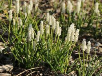 Weißblühende Traubenhyazinthe, Muscari botryoides &#8218;Album&#8216;, Topfware