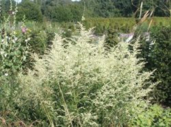 Weißblühender Beifuß &#8218;Elfenbein&#8216;, Artemisia lactiflora &#8218;Elfenbein&#8216;, Topfware