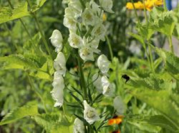 Weißblühender Eisenhut &#8218;Album&#8216;, Aconitum napellus &#8218;Album&#8216;, Topfware