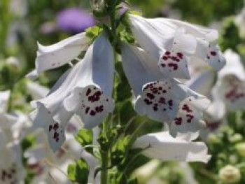 Weißblühender Fingerhut &#8218;Alba&#8216;, Digitalis purpurea &#8218;Alba&#8216;, Topfware