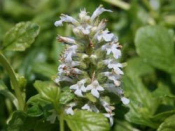 Weißblühender Günsel &#8218;Alba&#8216;, Ajuga reptans &#8218;Alba&#8216;, Topfware