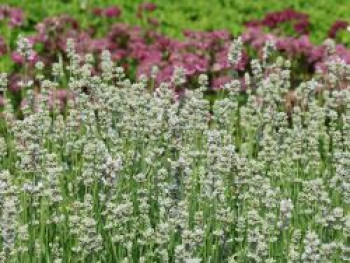 Weißblühender Lavendel 'Arctic Snow', Lavandula angustifolia 'Arctic Snow', Topfware