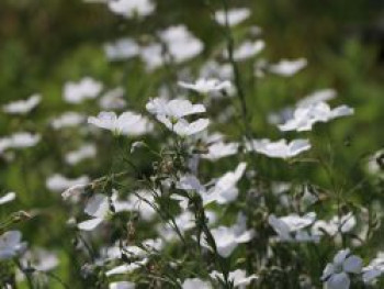 Weißblühender Lein &#8218;Album&#8216;, Linum perenne &#8218;Album&#8216;, Topfware