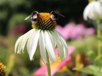 Weißblühender Sonnenhut 'Alba', Echinacea purpurea 'Alba', Containerware