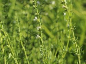 Weißblühender Ysop &#8218;Alba&#8216;, Hyssopus officinalis &#8218;Alba&#8216;, Topfware