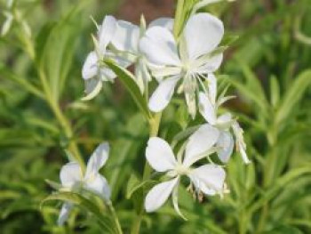 Weißblühendes Weidenröschen, Epilobium angustifolium forma albiflorum, Topfware