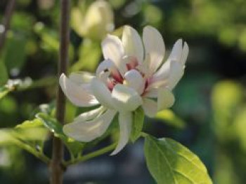 Weißblütiger Gewürzstrauch 'Venus', 30-40 cm, Sinocalycanthus raulstonii 'Venus', Containerware