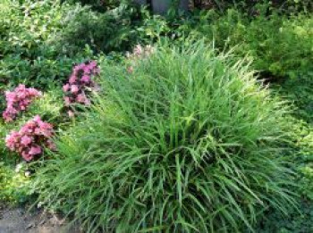 Weißbunte Japan Segge 'Variegata', Carex morrowii 'Variegata', Containerware