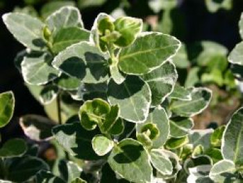 Weißbunte Kriechspindel &#8218;Silver Queen&#8216;, 20-30 cm, Euonymus fortunei &#8218;Silver Queen&#8216;, Containerware