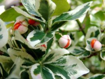 Weißbunte Kriechspindel 'Variegatus', 20-30 cm, Euonymus fortunei 'Variegatus', Containerware