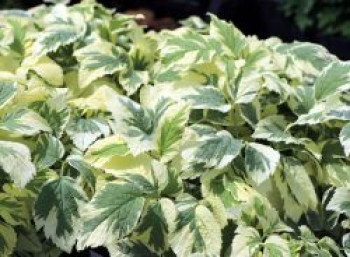 Weißbunter Giersch &#8218;Variegata&#8216;, Aegopodium podagraria &#8218;Variegata&#8216;, Topfware