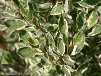 Weißbunter Hartriegel 'Elegantissima', 100-125 cm, Cornus alba 'Elegantissima', Containerware