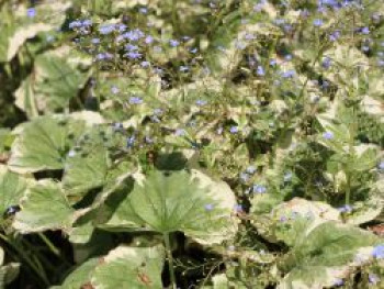 Weißrandiges Kaukasus-Vergissmeinnicht &#8218;Variegata&#8216;, Brunnera macrophylla &#8218;Variegata&#8216;, Topfware