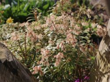 Weißbuntes Schattenglöckchen 'Variegata', 25-30 cm, Pieris japonica 'Variegata', Containerware