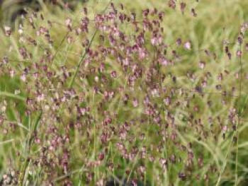 Weißbuntes Zittergras 'Zitterzebra', Briza media 'Zitterzebra', Topfware