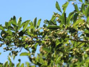 Weißdorn 'Splendens', 50-80 cm, Crataegus x persimilis 'Splendens', Topfware