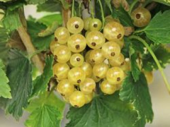 Weiße Johannisbeere 'Weiße Langtraubige', 10-20 cm, Ribes rubrum 'Weiße Langtraubige', Topfware