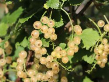 Weiße Johannisbeere 'Weiße Versailler', 20-30 cm, Ribes rubrum 'Weiße Versailler', Containerware