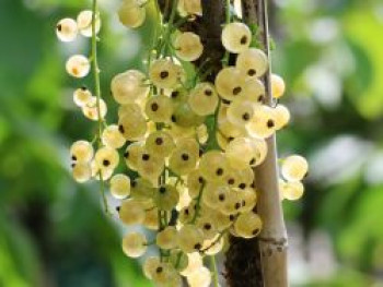 Weiße Johannisbeere 'Werdavia', 20-30 cm, Ribes rubrum 'Werdavia', Containerware