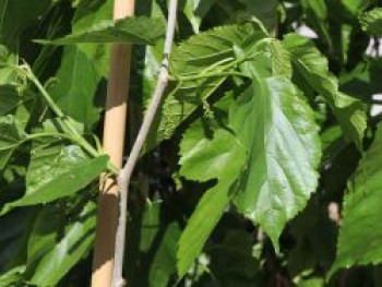 Kaiser-Maulbeere &#8218;Giant Fruit&#8216;, 40-60 cm, Morus macroura &#8218;Giant Fruit&#8216;, Containerware