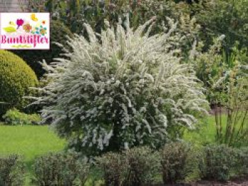 Weiße Rispenspiere Buntstifter 'Grefsheim', 40-60 cm, Spiraea cinerea Buntstifter 'Grefsheim', Containerware