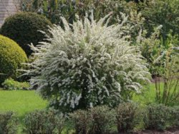 Weiße Rispenspiere 'Grefsheim', 40-60 cm, Spiraea cinerea 'Grefsheim', Containerware