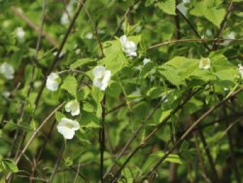 Weiße Rosenkerrie / Scheinkerrie, 30-40 cm, Rhodotypos scandens, Containerware