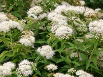 Weiße Zwergspiere &#8218;Albiflora&#8216;, 15-20 cm, Spiraea japonica &#8218;Albiflora&#8216;, Containerware