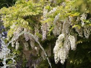 Weißer Chinesischer Blauregen 'Alba', 150-175 cm, Wisteria sinensis 'Alba', Containerware