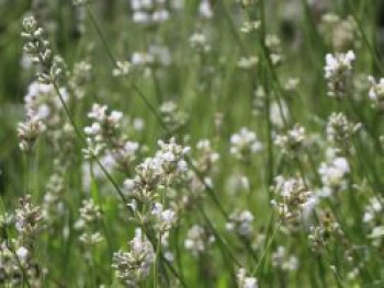 Weißer Lavendel &#8218;Alba&#8216;, Lavandula angustifolia &#8218;Alba&#8216;, Topfware