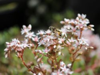 Weißer Mauerpfeffer &#8218;Murale&#8216;, Sedum album &#8218;Murale&#8216;, Topfware