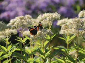 Weißer Wasserdost &#8218;Bartered Bride&#8216;, Eupatorium fistulosum &#8218;Bartered Bride&#8216;, Topfware