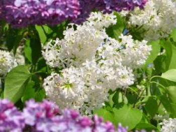 Weißer Wildflieder, 40-60 cm, Syringa vulgaris alba, Containerware