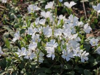 Weißes Immergrün 'Alba' / Vinca 'Alba', 20-40 cm, Vinca minor 'Alba', Containerware