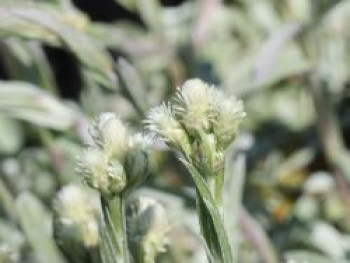 Weißes Katzenpfötchen 'Alba', Antennaria dioica 'Alba', Topfware