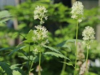 Weißfruchtiges Christophskraut &#8218;Misty Blue&#8216;, Actaea pachypoda &#8218;Misty Blue&#8216;, Topfware