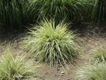 Weißgerandete Segge &#8218;Snowline&#8216;, Carex conica &#8218;Snowline&#8216;, Topfware