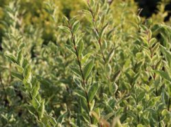 Weißgerandeter Ovalblättriger Liguster 'Argenteum', 30-40 cm, Ligustrum ovalifolium 'Argenteum', Containerware