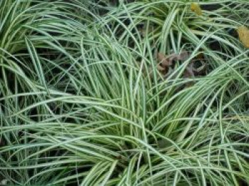 Weißgestreifte Vogelfuß-Segge &#8218;Variegata&#8216;, Carex ornithopoda &#8218;Variegata&#8216;, Topfware