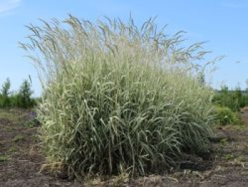 Weißgestreifter Chinaschilf 'Variegatus', Miscanthus sinensis 'Variegatus', Containerware