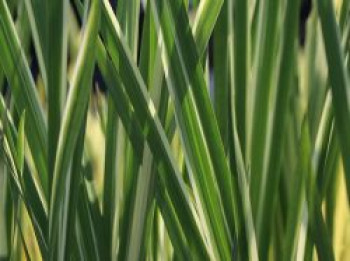 Weißgestreifter Kalmus &#8218;Variegatus&#8216;, Acorus calamus &#8218;Variegatus&#8216;, Topfware