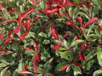 Weißgrüne Glanzmispel 'Pink Marble', 30-40 cm, Photinia x fraseri 'Pink Marble', Containerware